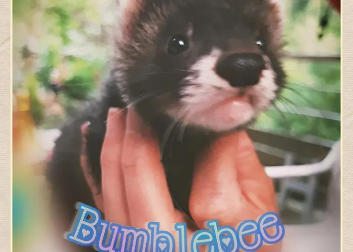 ベッド・アンド・ブレックファスト Skymist *