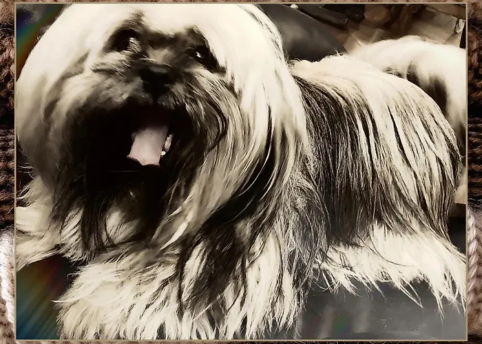 ベッド・アンド・ブレックファスト Skymist *